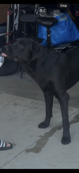 Found/Stray Male Dog last seen Appian Way and N Vail Avenue, Montebello, CA 90640