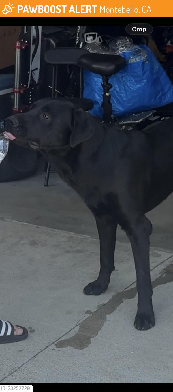 Found/Stray Male Dog last seen Appian Way and N Vail Avenue, Montebello, CA 90640