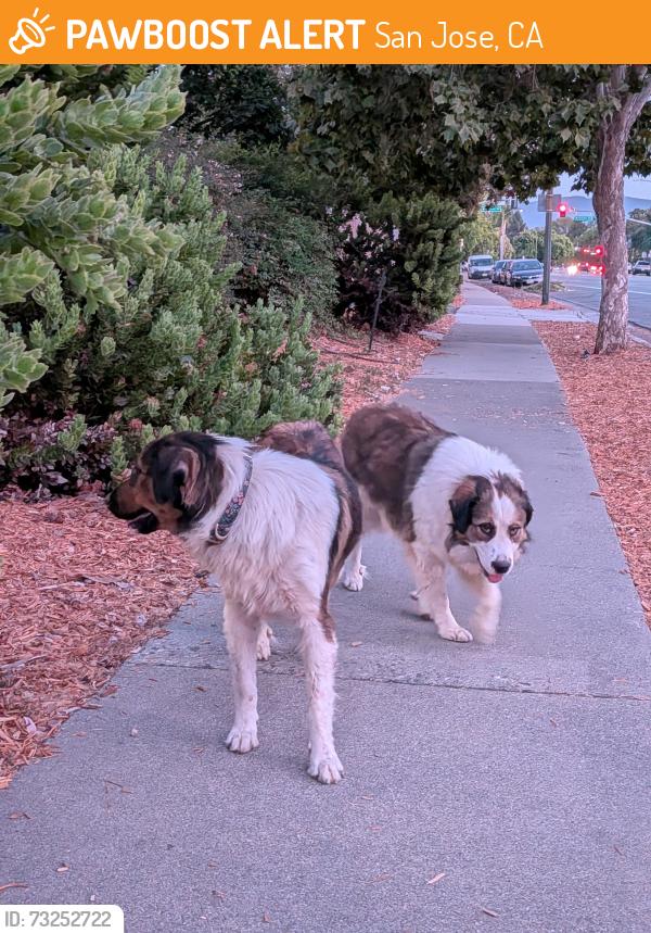 Found/Stray Unknown Dog last seen San Jose City college, San Jose, CA 95128