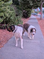 Found/Stray Unknown Dog last seen San Jose City college, San Jose, CA 95128