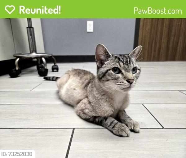 Reunited Unknown Cat last seen Near Fernon St across from St Thomas Aquinas, Philadelphia, PA 19145
