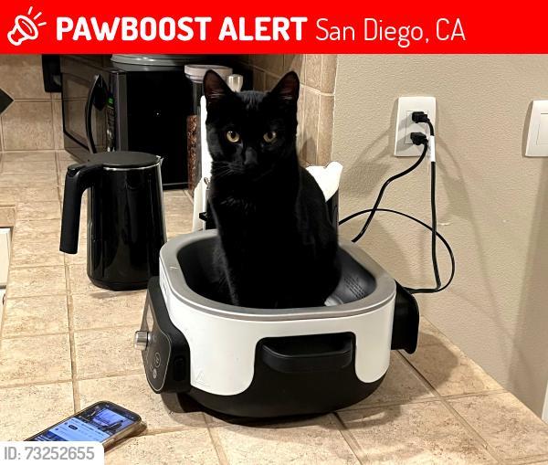 Lost Male Cat last seen Adena Lane, CA92128, San Diego, CA 92128