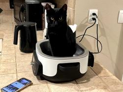 Lost Male Cat last seen Adena Lane, CA92128, San Diego, CA 92128