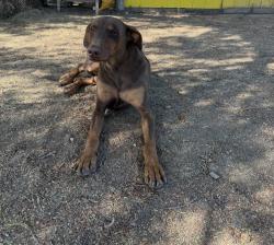 Reunited Male Dog last seen Sellers ave, walnut blvd, concord ave, Brentwood, CA 94513