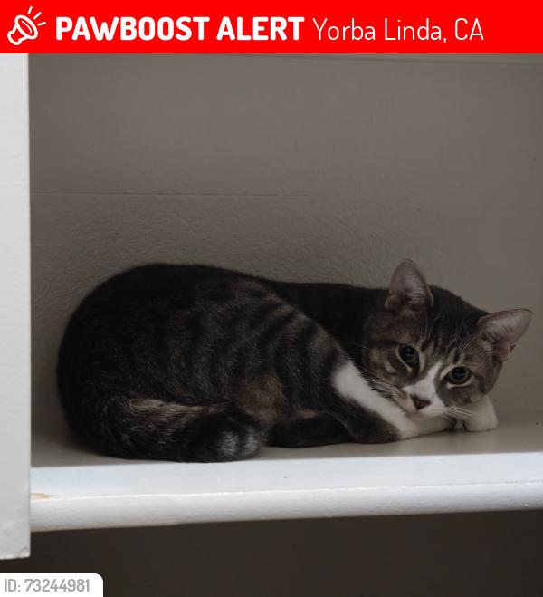 Lost Male Cat last seen Near a park around Trentino Lane, Yorba Linda, Yorba Linda, CA 92886