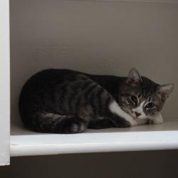 Lost Male Cat last seen Near a park around Trentino Lane, Yorba Linda, Yorba Linda, CA 92886