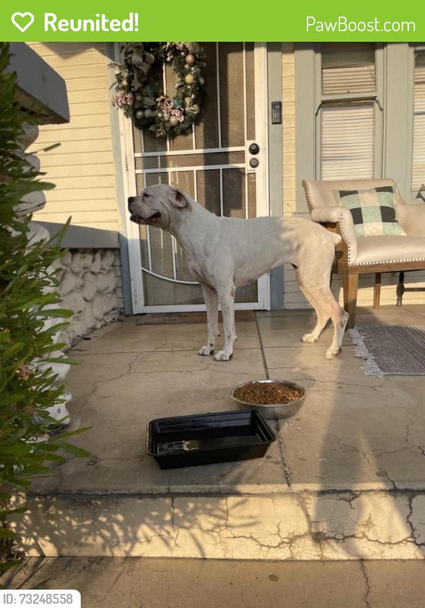 Reunited Female Dog last seen Illinois st and laurel, Pomona, CA 91768