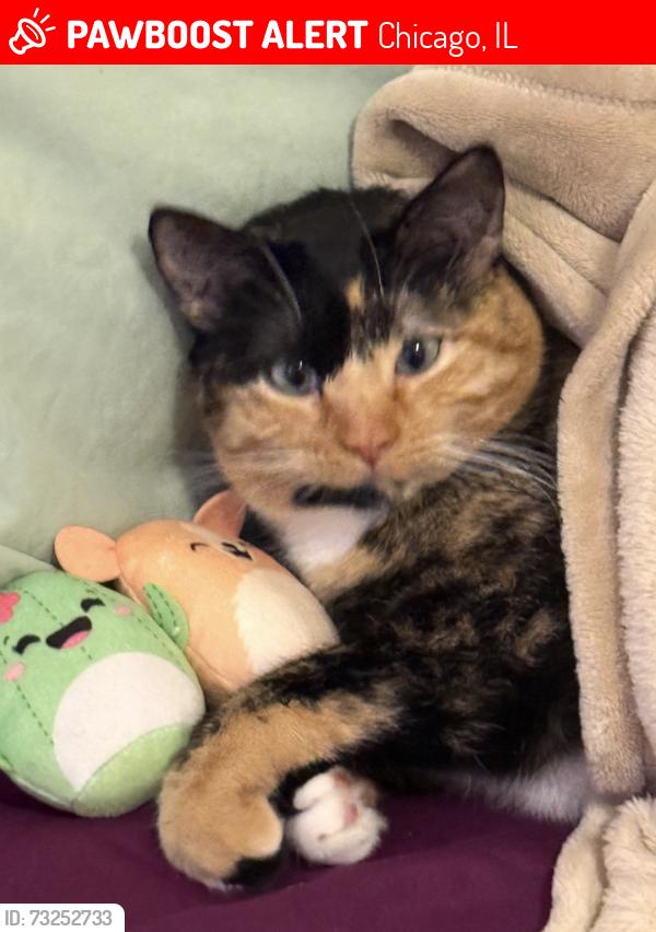 Lost Female Cat last seen Marmora and barry, Chicago, IL 60634