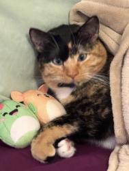 Lost Female Cat last seen Marmora and barry, Chicago, IL 60634
