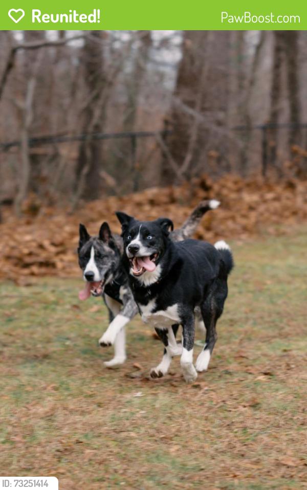 Reunited Male Dog last seen Near Sandy Ln, Warwick, RI 02889, USA, Warwick, RI 02889