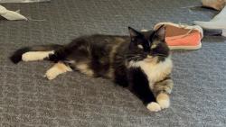 Found/Stray Female Cat last seen Railroad crossing us rout 6 out of Andover ohio, Andover, OH 44003