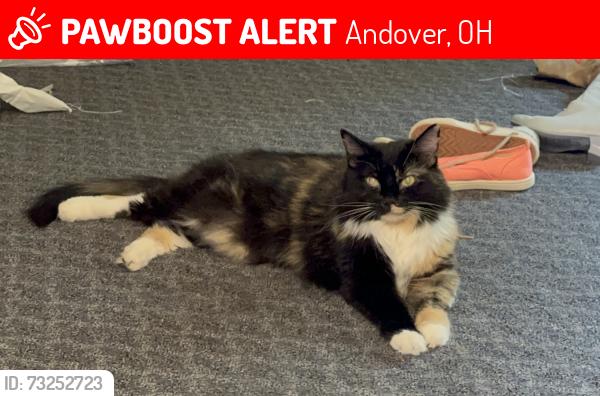 Found/Stray Female Cat last seen Railroad crossing us rout 6 out of Andover ohio, Andover, OH 44003