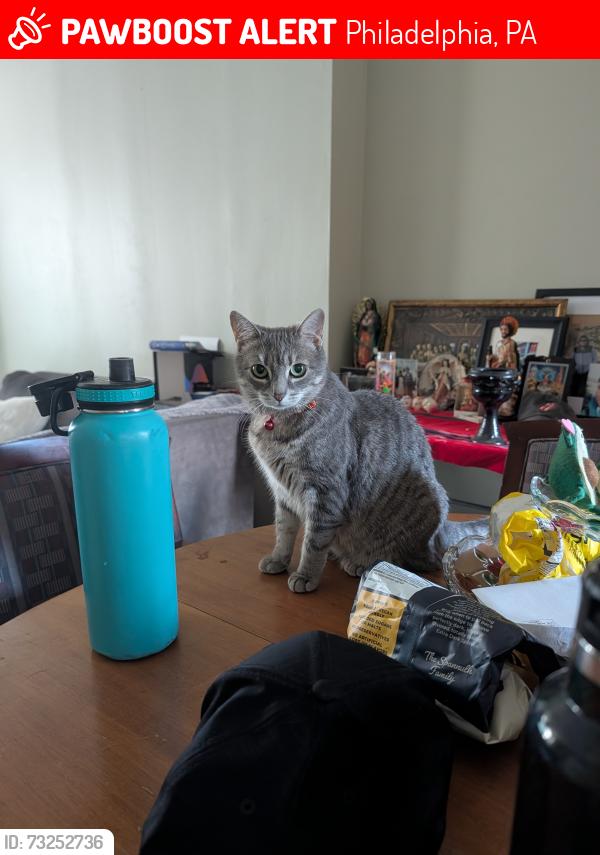 Lost Female Cat last seen C & Tusculum, Philadelphia, PA 19134