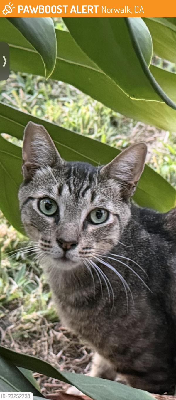 Found/Stray Unknown Cat last seen Kenny & Lefloss, Norwalk, CA 90650