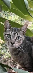 Found/Stray Unknown Cat last seen Kenny & Lefloss, Norwalk, CA 90650