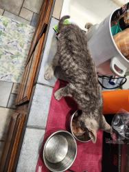 Reunited Female Cat last seen S. Dale Ave & Broadway, Anaheim, CA 92804