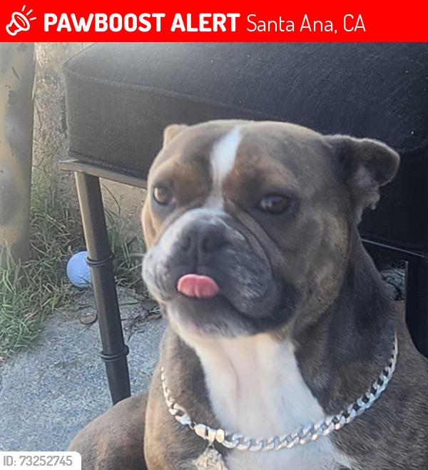 Lost Male Dog last seen hazar, Santa Ana, CA 92703