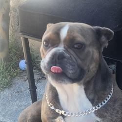 Lost Male Dog last seen hazar, Santa Ana, CA 92703
