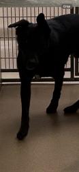 Shelter Stray Male Dog last seen ROSEVILLE RD/STAGECOACH DR, 95842, 3839 Bradshaw Rd, Sacramento, CA 95827, USA