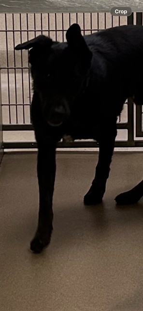 Shelter Stray Male Dog last seen ROSEVILLE RD/STAGECOACH DR, 95842, 3839 Bradshaw Rd, Sacramento, CA 95827, USA