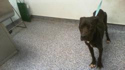 Shelter Stray Female Dog last seen CHARLOTTE, 8315 Byrum Dr, Charlotte, NC 28217, USA