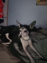 Lost Female Dog last seen Edelsten Road near the Jimboomba Scouts, Jimboomba, QLD 4280