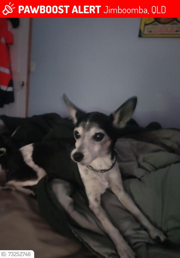 Lost Female Dog last seen Edelsten Road near the Jimboomba Scouts, Jimboomba, QLD 4280