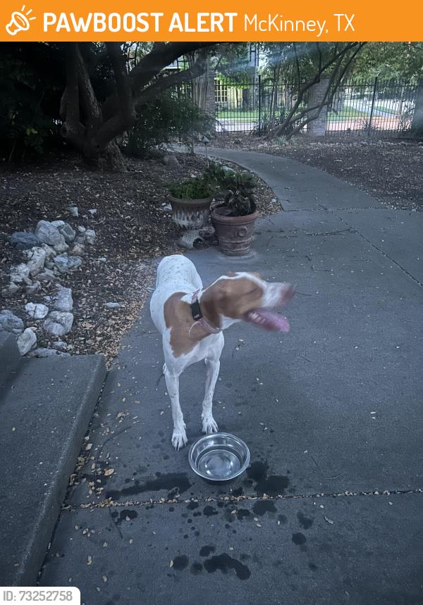 Found/Stray Male Dog last seen Valley forge, McKinney, TX, McKinney, TX 75070