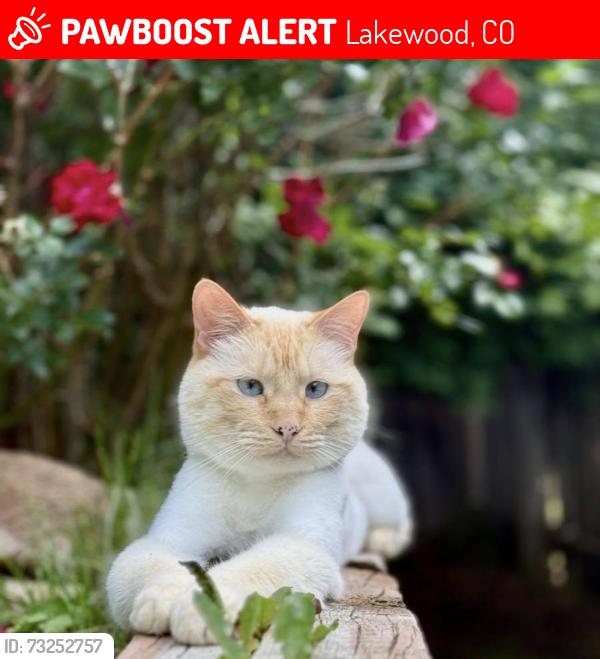 Lost Male Cat last seen Safeway, Lakewood, CO 80227