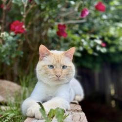 Lost Male Cat last seen Safeway, Lakewood, CO 80227