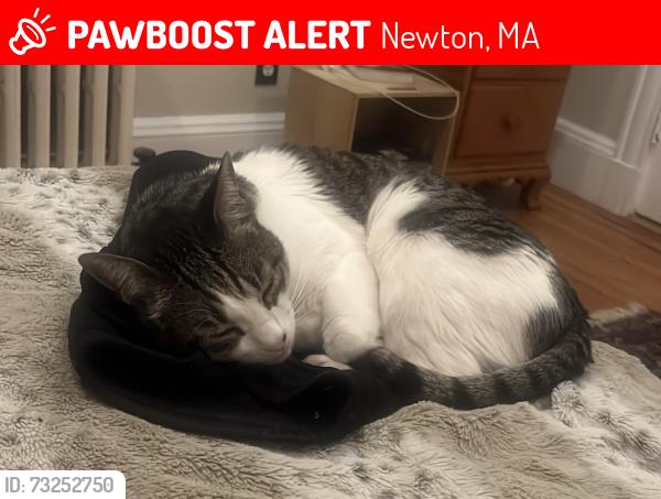 Lost Male Cat last seen Webster str / Webster Place / Webster park, Newton, MA 02465