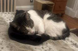 Lost Male Cat last seen Webster str / Webster Place / Webster park, Newton, MA 02465