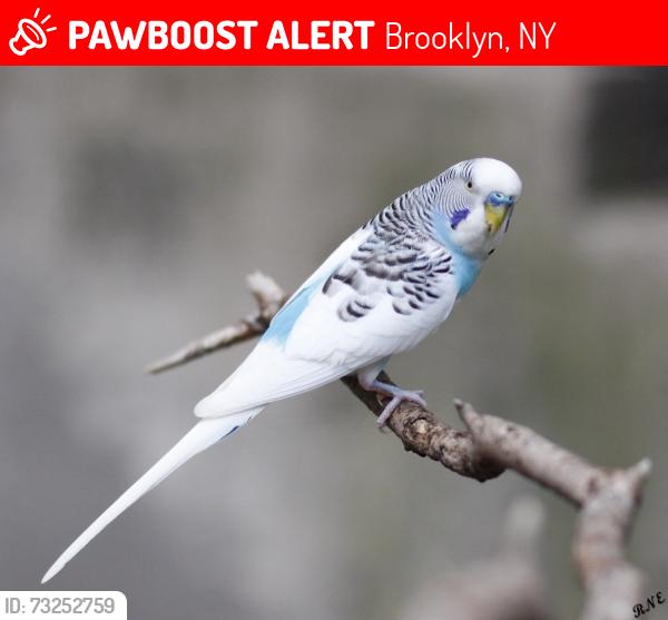 Lost Male Bird last seen Near Ocean Ave Apt 5E, Brooklyn, NY 11229, Brooklyn, NY 11229