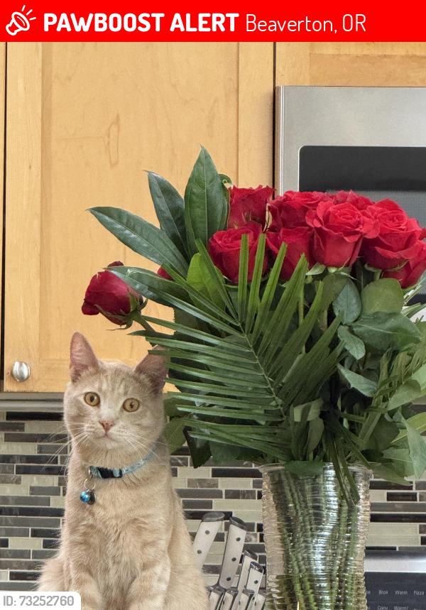 Lost Male Cat last seen Sexton Mountain, Beaverton, OR 97007