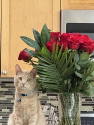 Lost Male Cat last seen Sexton Mountain, Beaverton, OR 97007