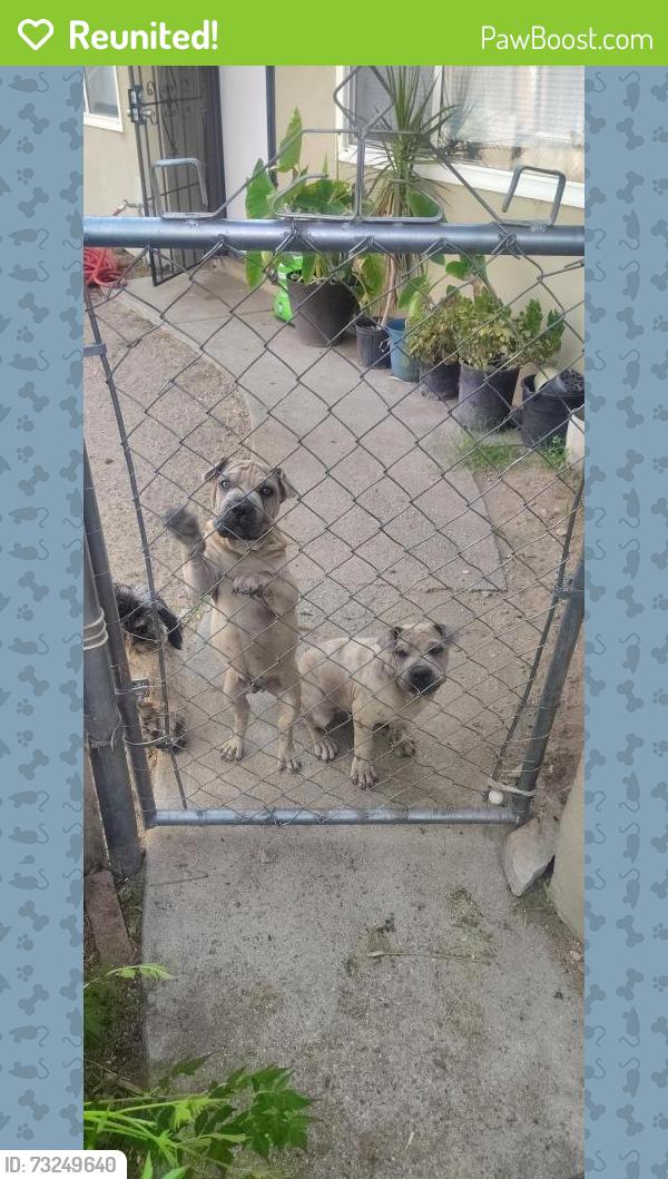 Reunited Male Dog last seen F st, San Bernardino, CA 92401