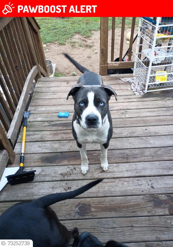 Lost Male Dog last seen Near Holmes Ave, Crow Wing Township, MN 56401