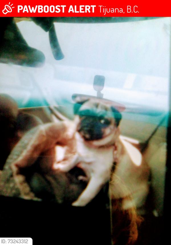 Lost Female Dog last seen Walmart dennery palm, Tijuana, B.C. 22520