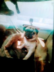 Lost Female Dog last seen Walmart dennery palm, Tijuana, B.C. 22520
