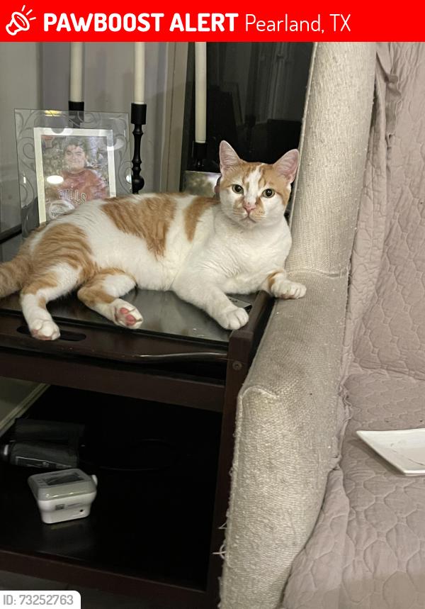 Lost Male Cat last seen Hughes ranch road and Linda lane, Pearland, TX 77584