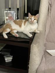 Lost Male Cat last seen Hughes ranch road and Linda lane, Pearland, TX 77584