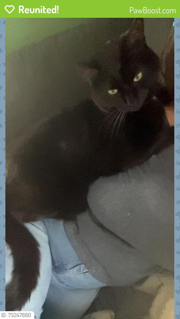Reunited Male Cat last seen F street and Rowan, Spokane, WA 99205