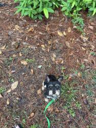 Reunited Male Dog last seen Park at Armand Bayou apmts, Houston, TX 77058