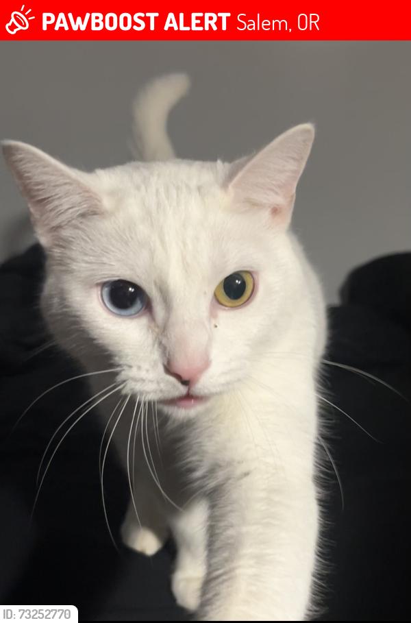 Lost Female Cat last seen Stoneway court northwest/Eola, Salem, OR 97304