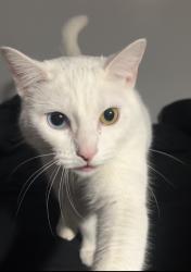 Lost Female Cat last seen Stoneway court northwest/Eola, Salem, OR 97304