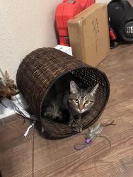 Lost Female Cat last seen Turning leaf and triangle leaf, Fort Worth, TX 76244