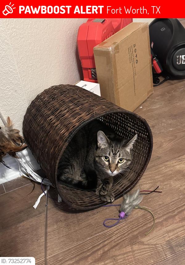 Lost Female Cat last seen Turning leaf and triangle leaf, Fort Worth, TX 76244