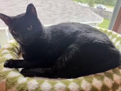Lost Male Cat last seen Alvin, Texas (Mustang Crossing), Alvin, TX 77511