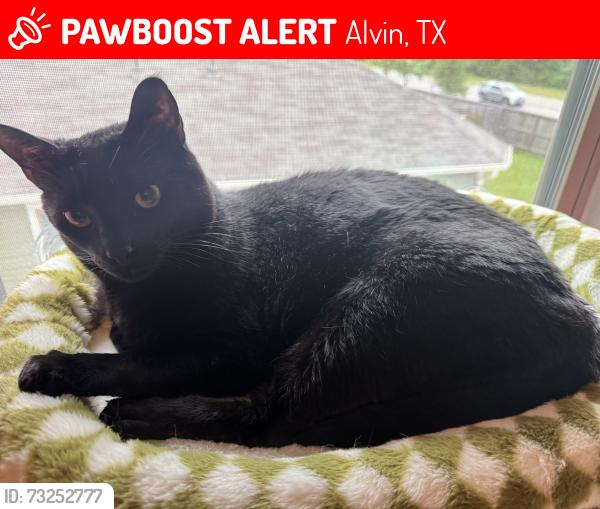 Lost Male Cat last seen Alvin, Texas (Mustang Crossing), Alvin, TX 77511