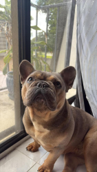 Reunited Female Dog last seen Near 7th way, West Palm Beach, FL 33407